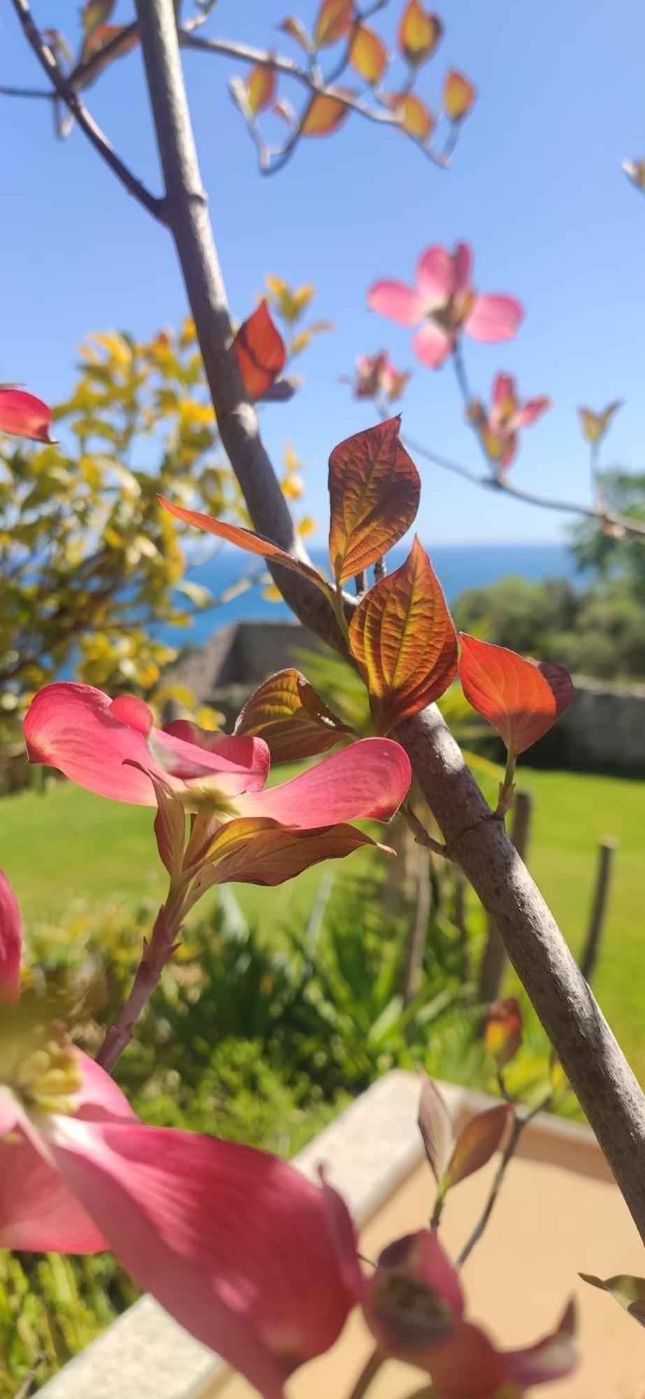 Il Giardino Sull'Isola - Appartamento - Bergeggi Zewnętrze zdjęcie